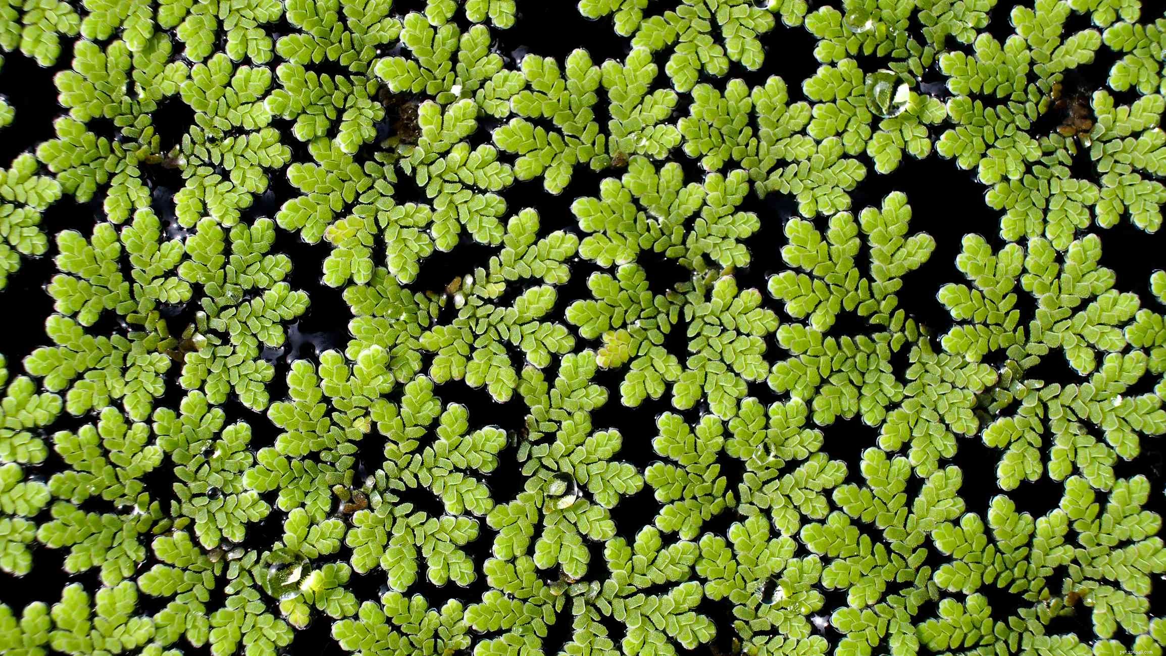 Top 14 Floating Plants to Beautify and Balance Your Aquarium
