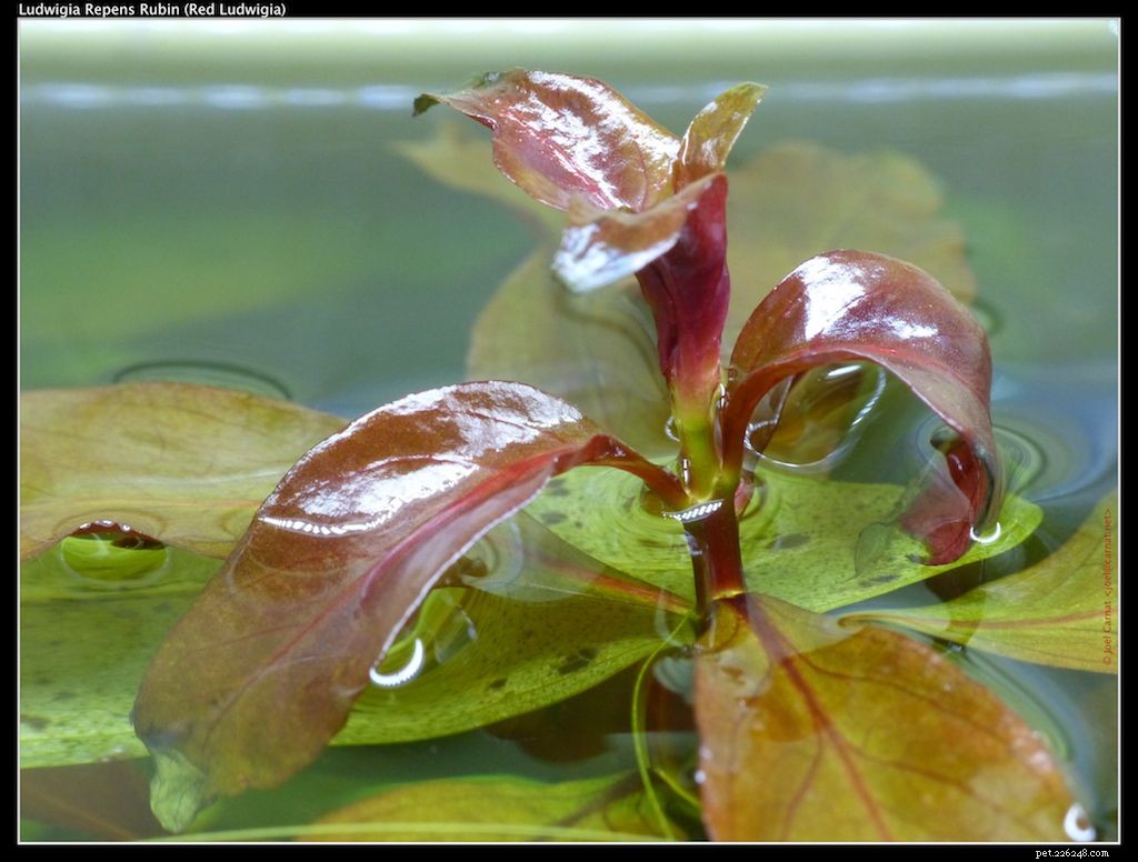 Top 14 Floating Plants to Beautify and Balance Your Aquarium