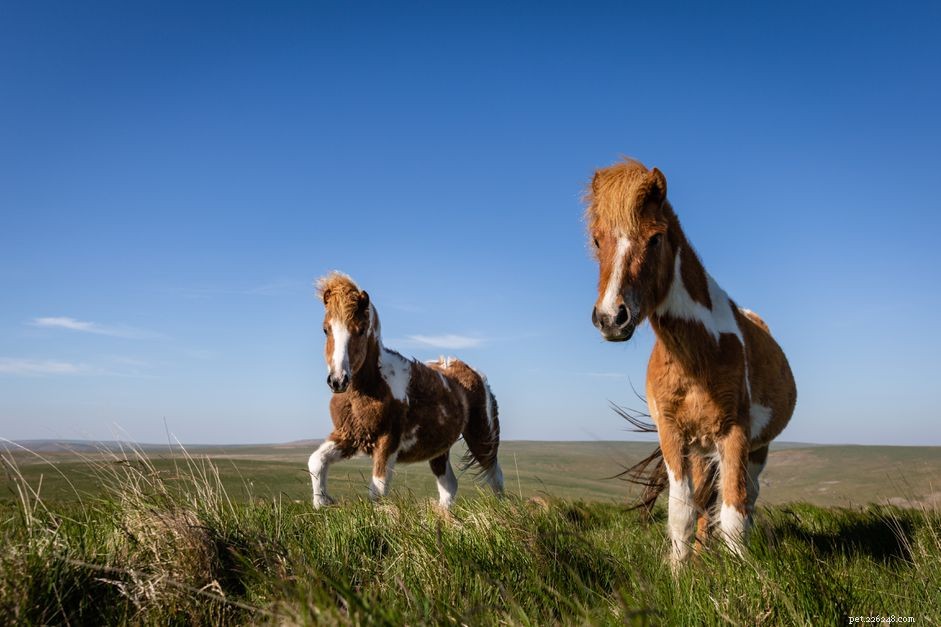 Dartmoor Pony: Comprehensive Breed Profile & Care Guide