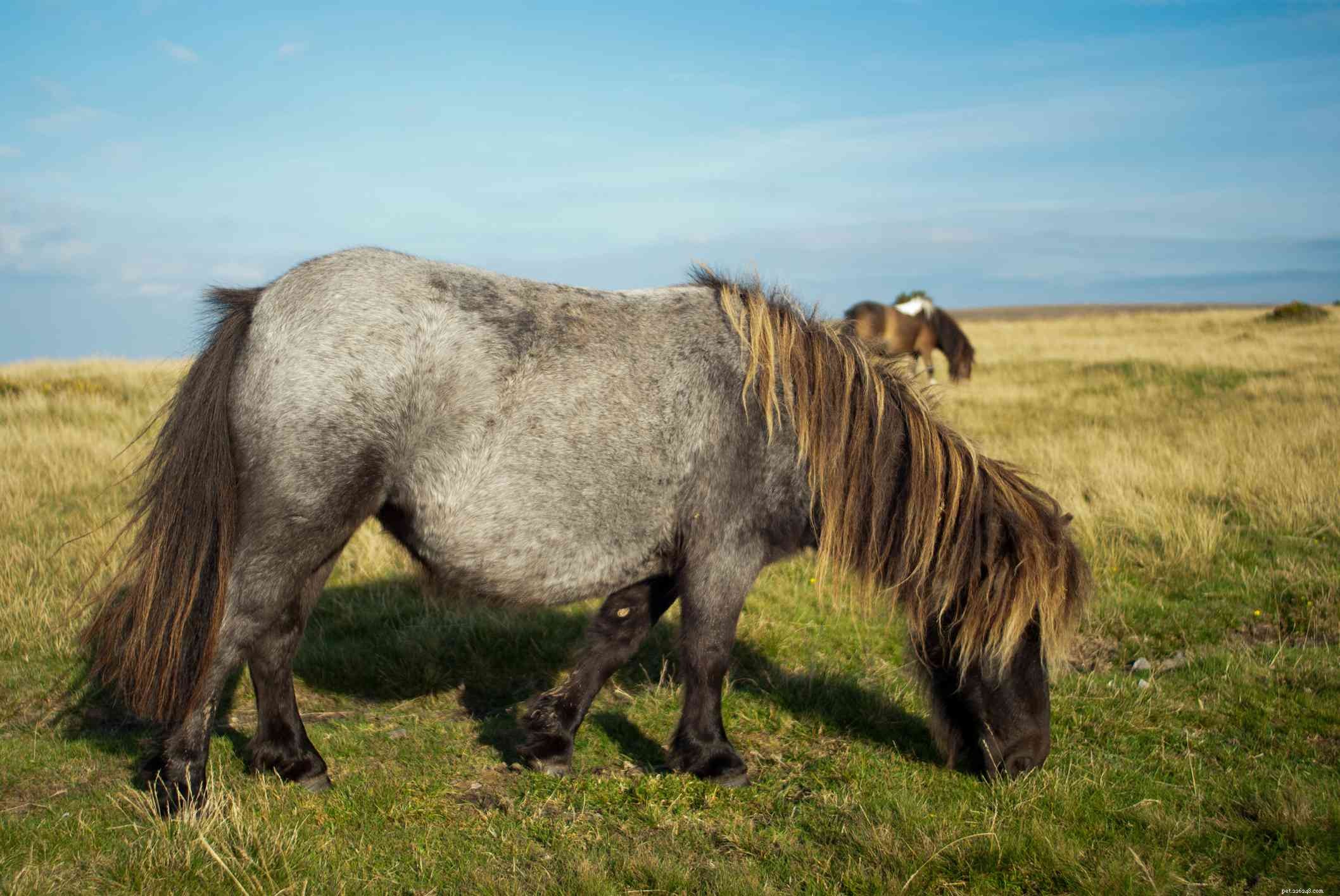 Dartmoor Pony: Comprehensive Breed Profile & Care Guide