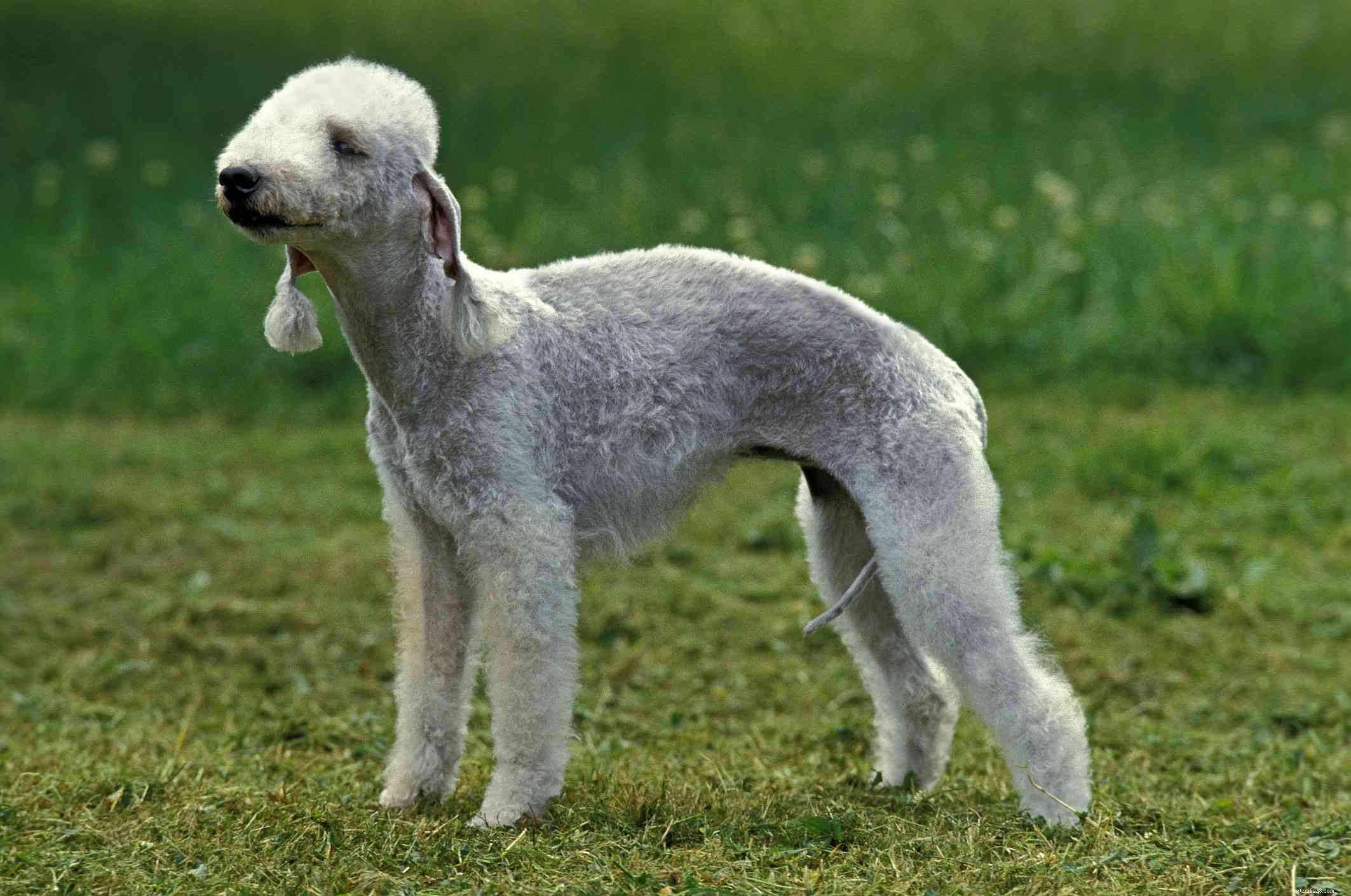 Explore the Top 12 Terrier Breeds: Energetic, Fearless, and Ideal for Active Families