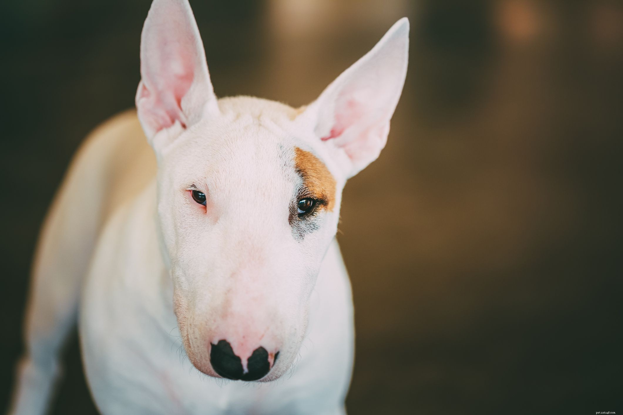 Explore the Top 12 Terrier Breeds: Energetic, Fearless, and Ideal for Active Families