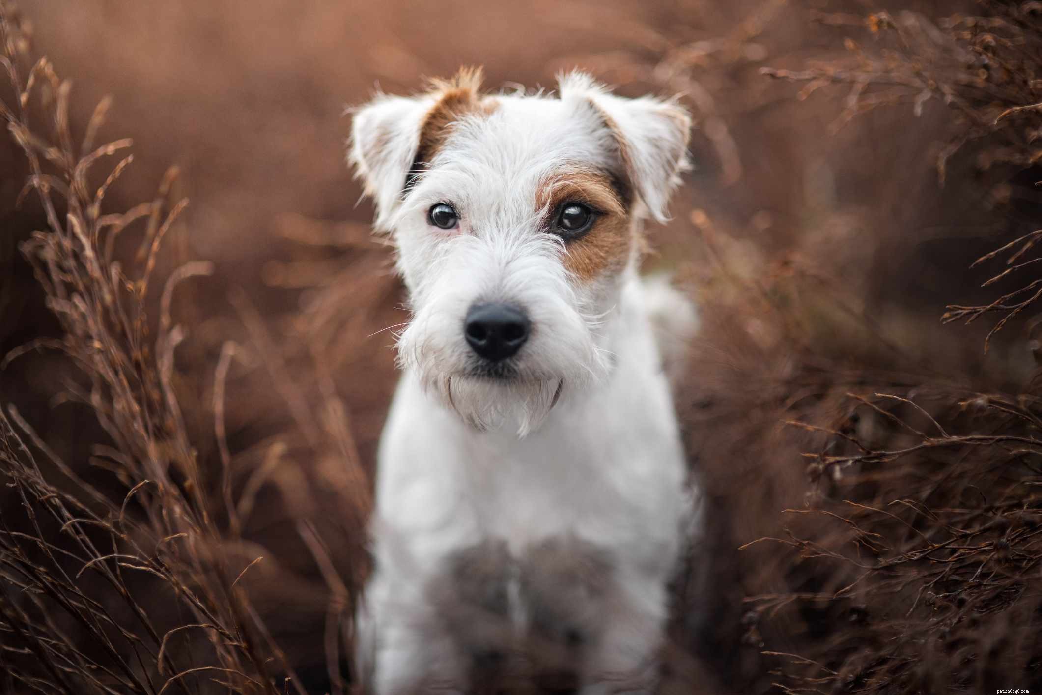 Explore the Top 12 Terrier Breeds: Energetic, Fearless, and Ideal for Active Families