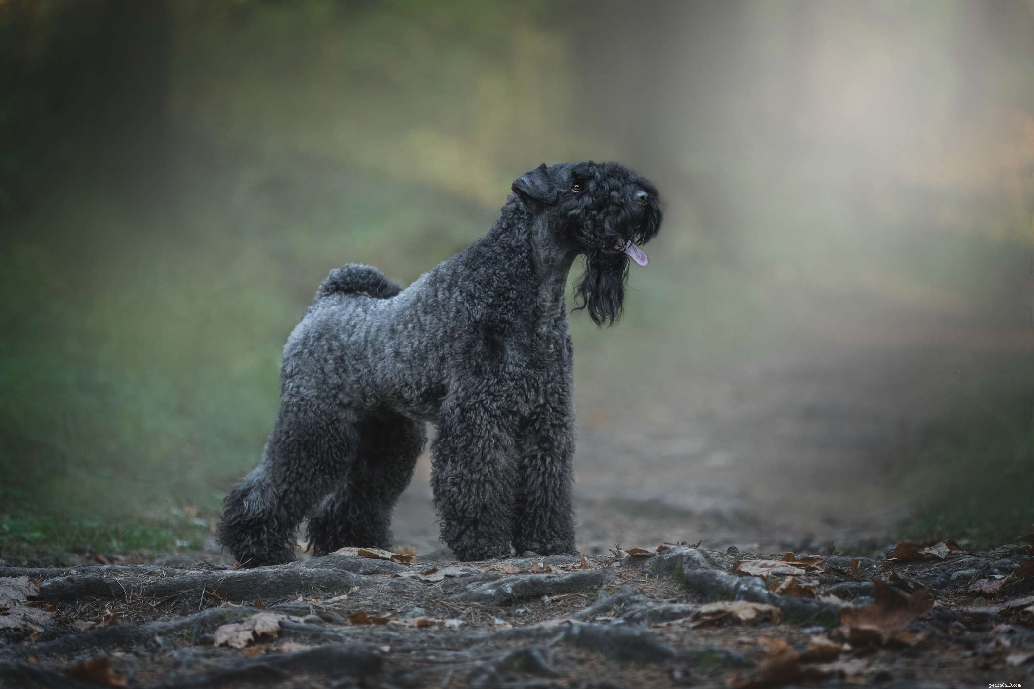 Explore the Top 12 Terrier Breeds: Energetic, Fearless, and Ideal for Active Families