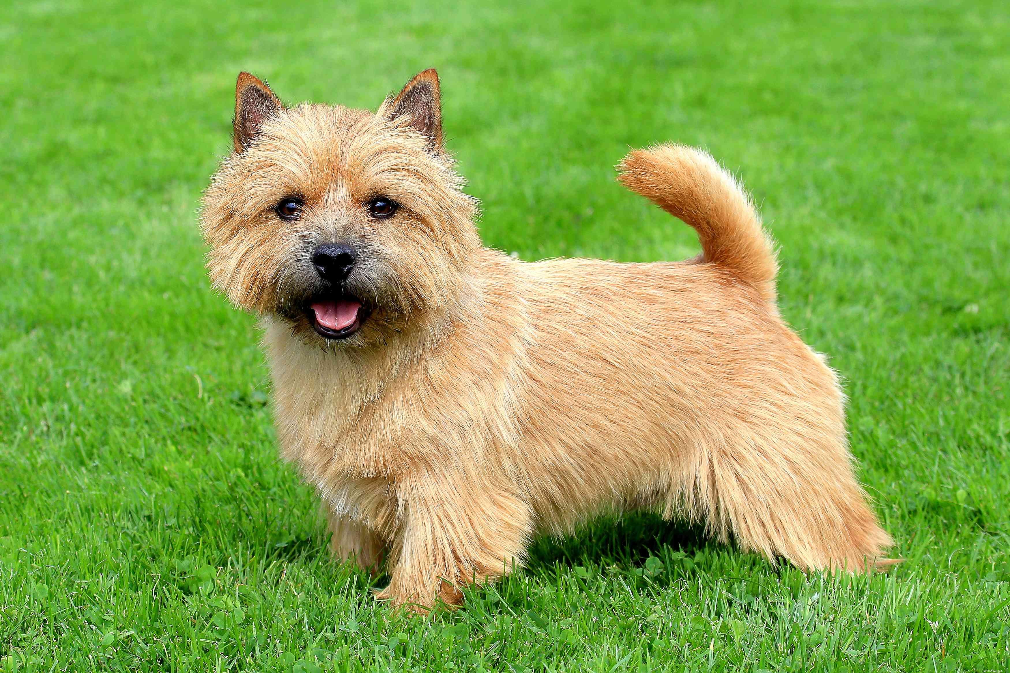 Explore the Top 12 Terrier Breeds: Energetic, Fearless, and Ideal for Active Families