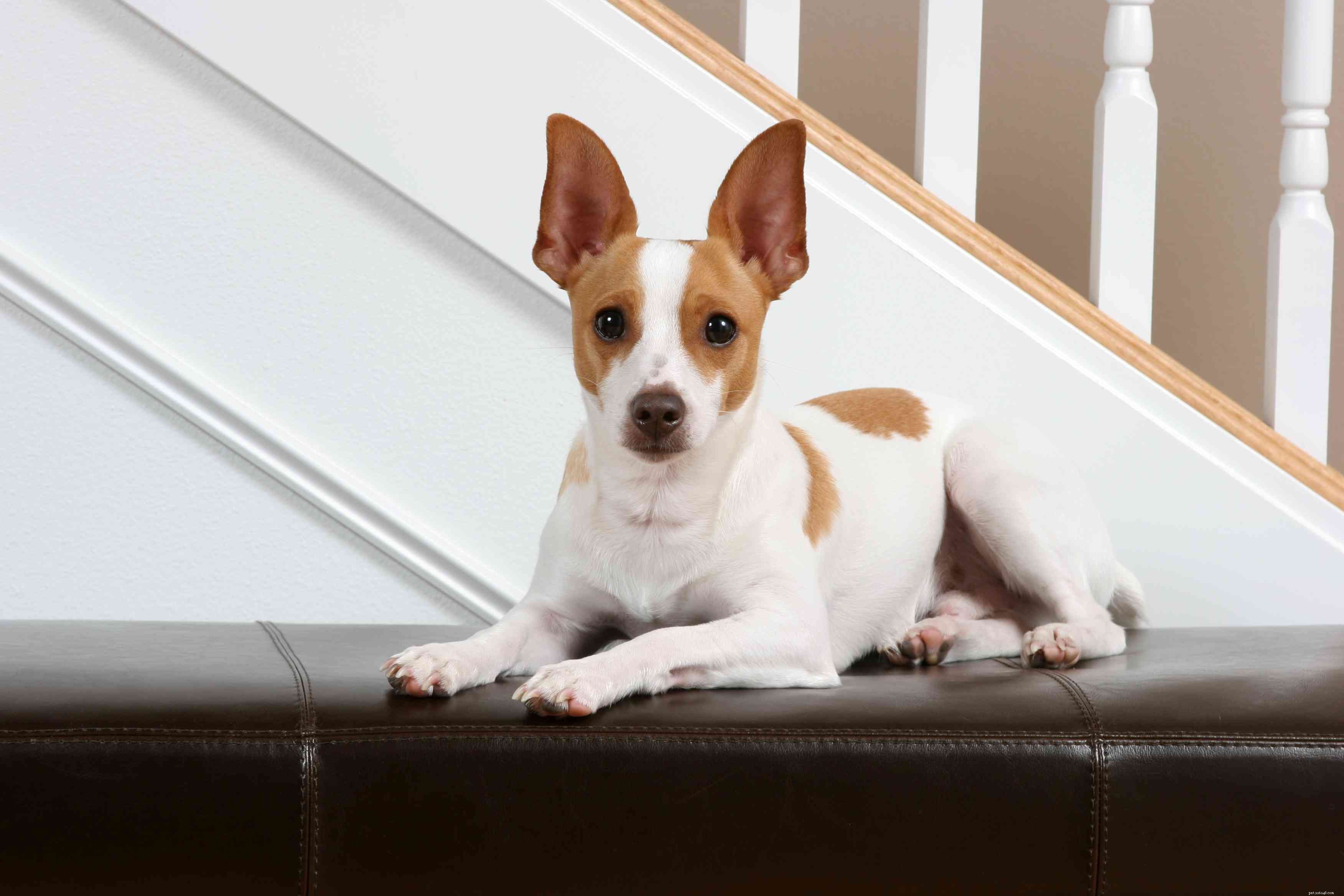 Explore the Top 12 Terrier Breeds: Energetic, Fearless, and Ideal for Active Families