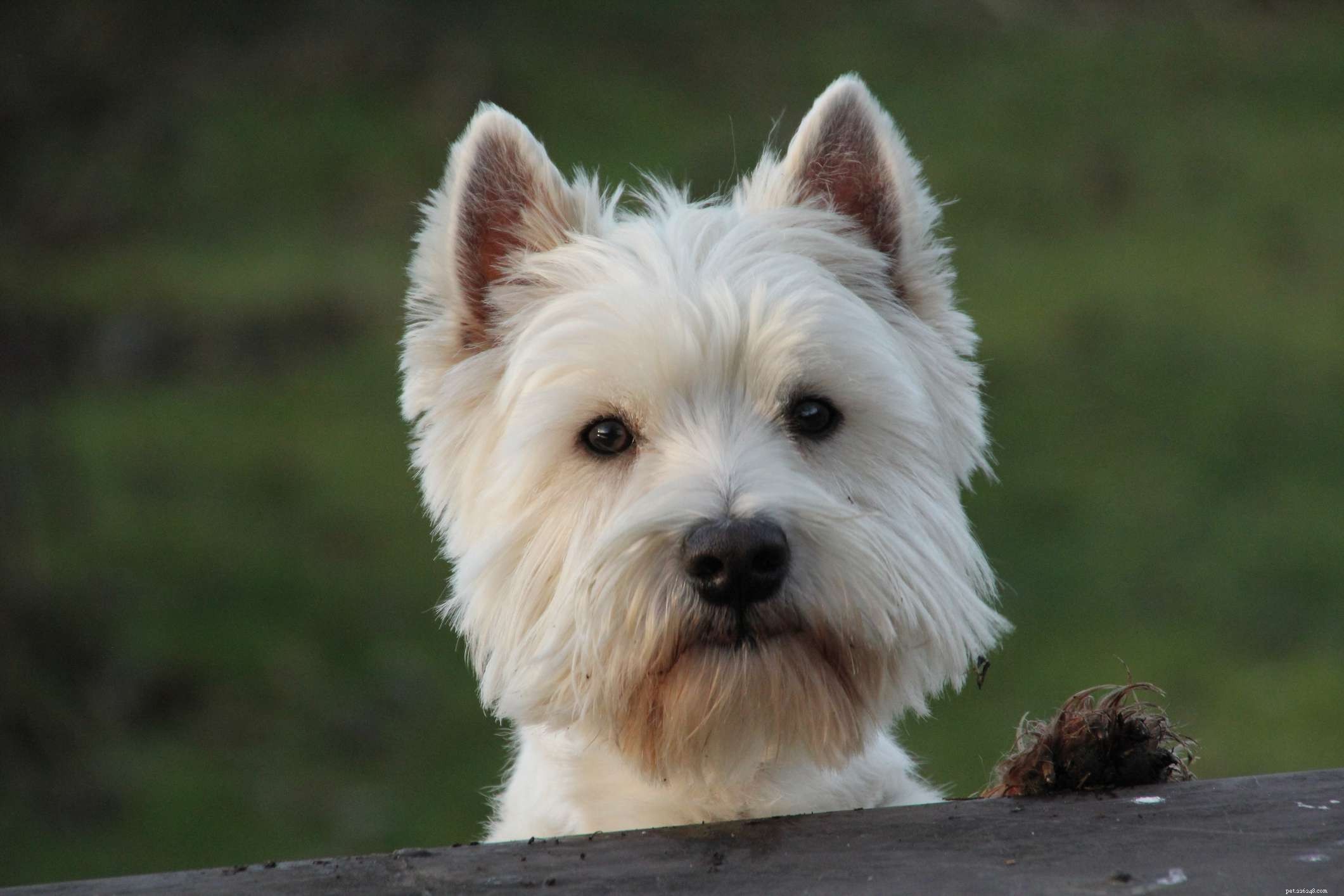Explore the Top 12 Terrier Breeds: Energetic, Fearless, and Ideal for Active Families
