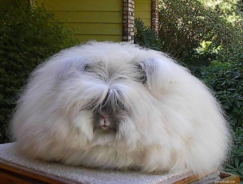 Angora Rabbit Breeds: A Homesteader’s Guide to Selecting the Perfect Variety