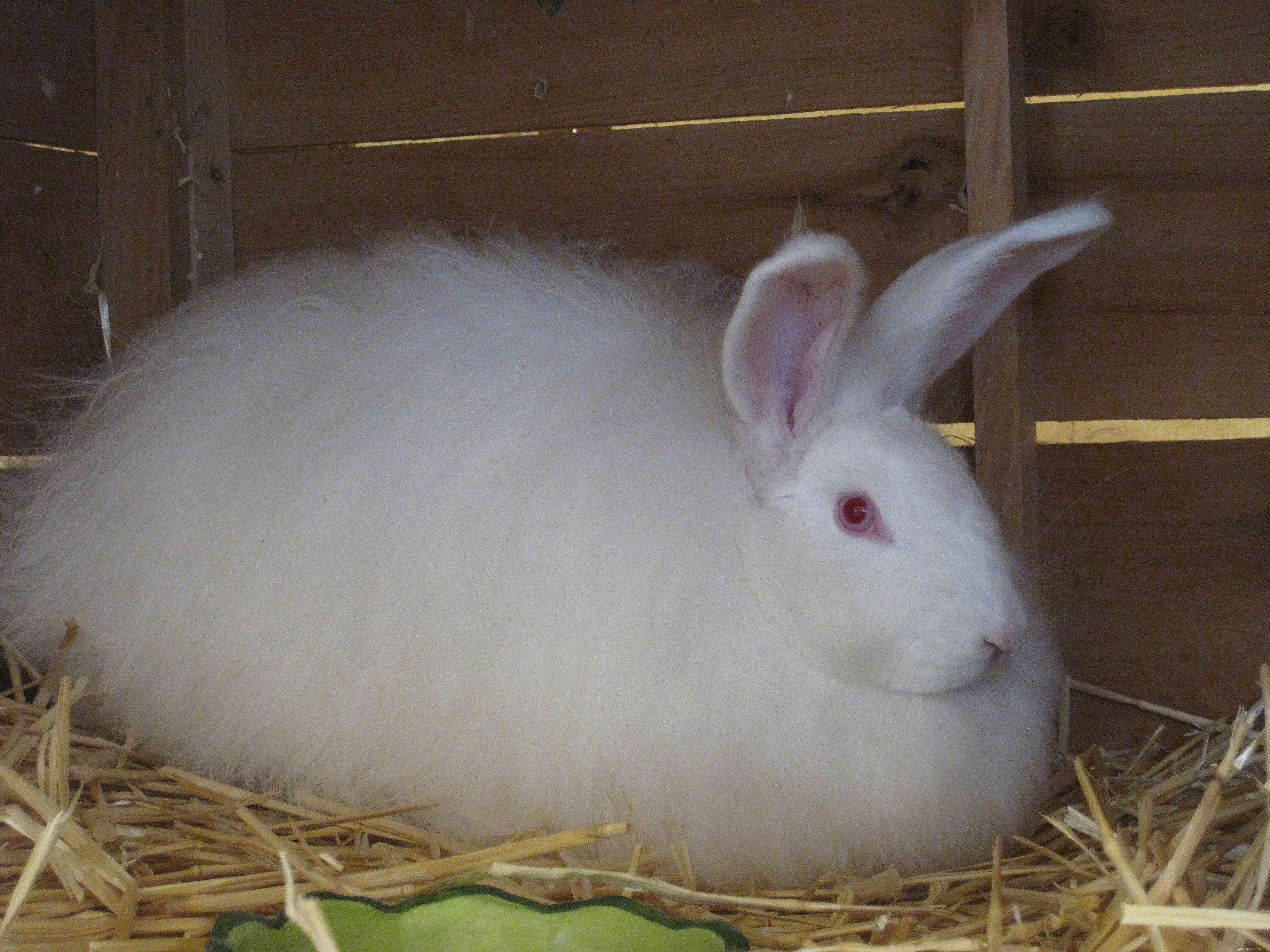 Angora Rabbit Breeds: A Homesteader’s Guide to Selecting the Perfect Variety