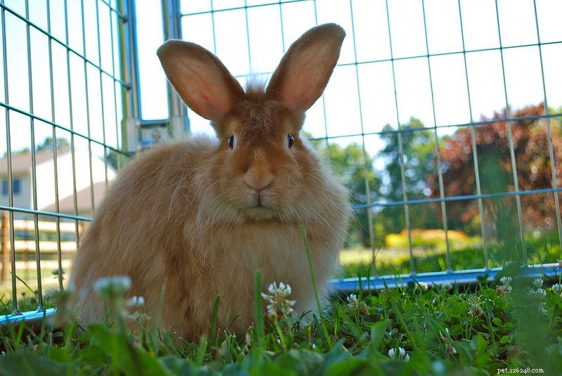 Angora Rabbit Breeds: A Homesteader’s Guide to Selecting the Perfect Variety