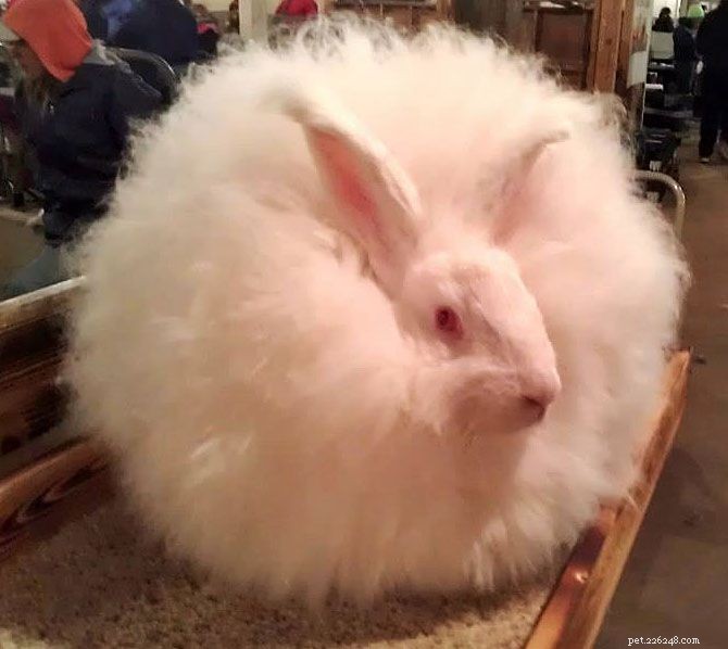 Angora Rabbit Breeds: A Homesteader’s Guide to Selecting the Perfect Variety