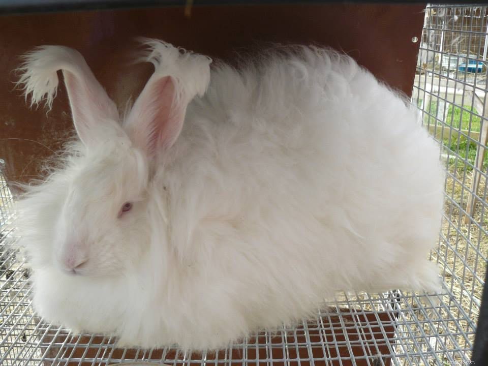 Angora Rabbit Breeds: A Homesteader’s Guide to Selecting the Perfect Variety