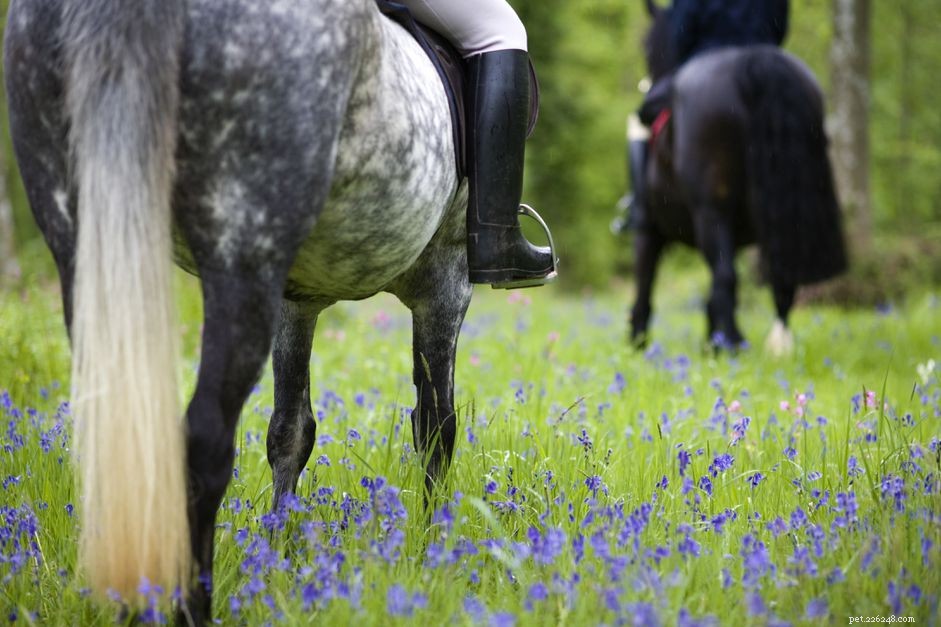 Mounting a Horse: A Beginner s Guide to Safe, Easy Rides