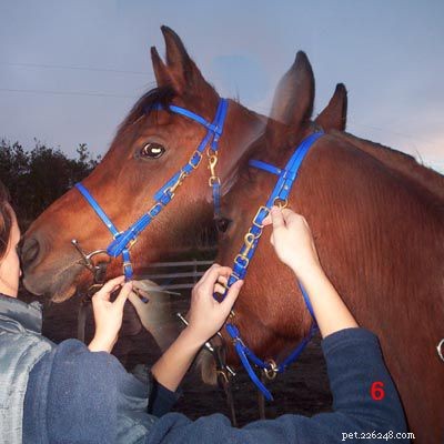 Step-by-Step Guide: Properly Putting a Bridle on Your Horse