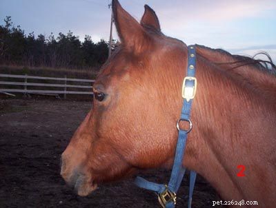 Step-by-Step Guide: Properly Putting a Bridle on Your Horse