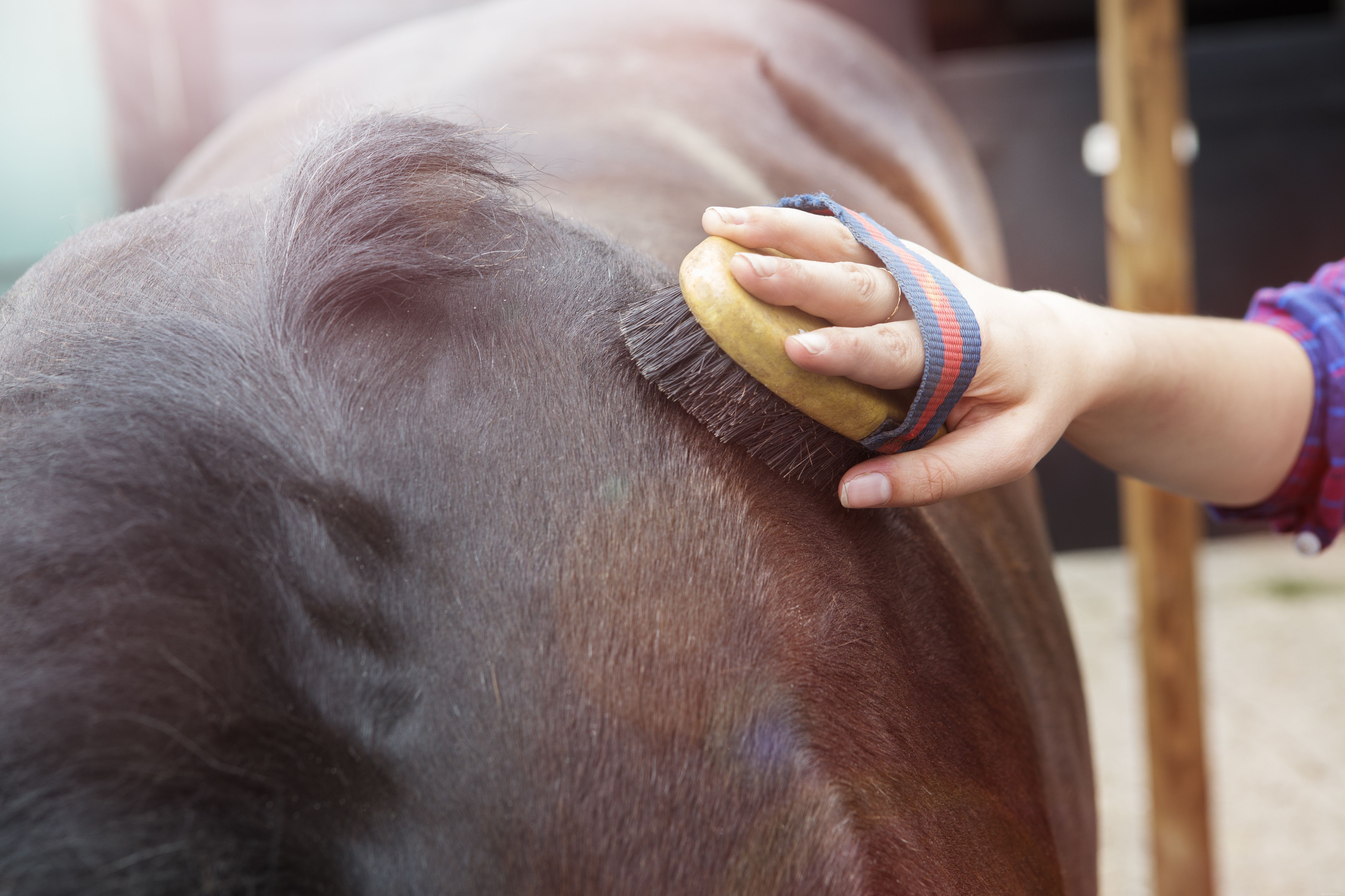 Mastering Horse Saddling: Safe & Comfortable Techniques for English & Western Rides