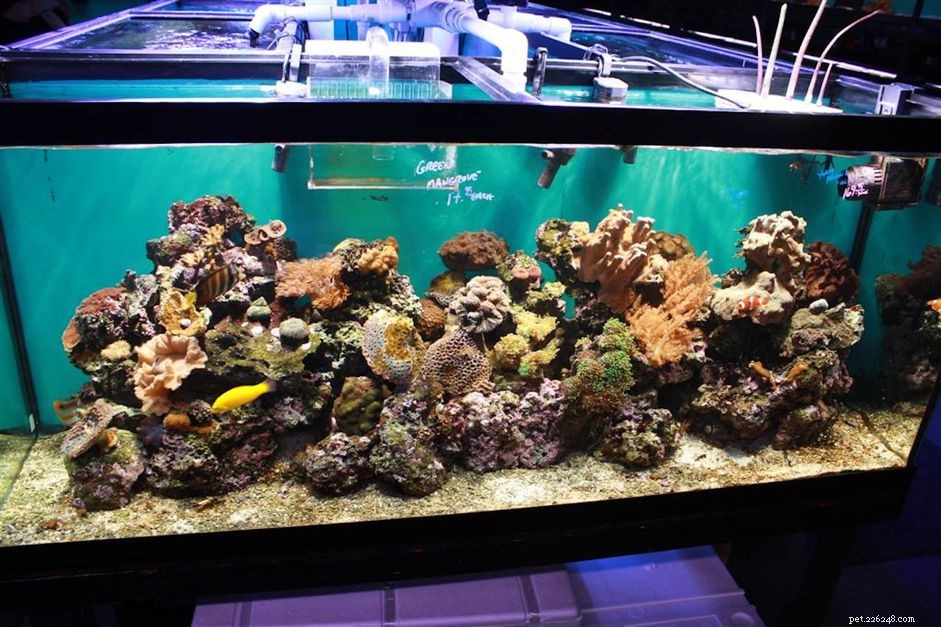 Complete Guide to Building a Saltwater Aquarium: Step‑by‑Step Setup & Maintenance