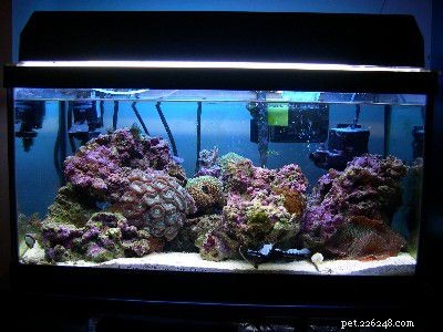 Complete Guide to Building a Saltwater Aquarium: Step‑by‑Step Setup & Maintenance
