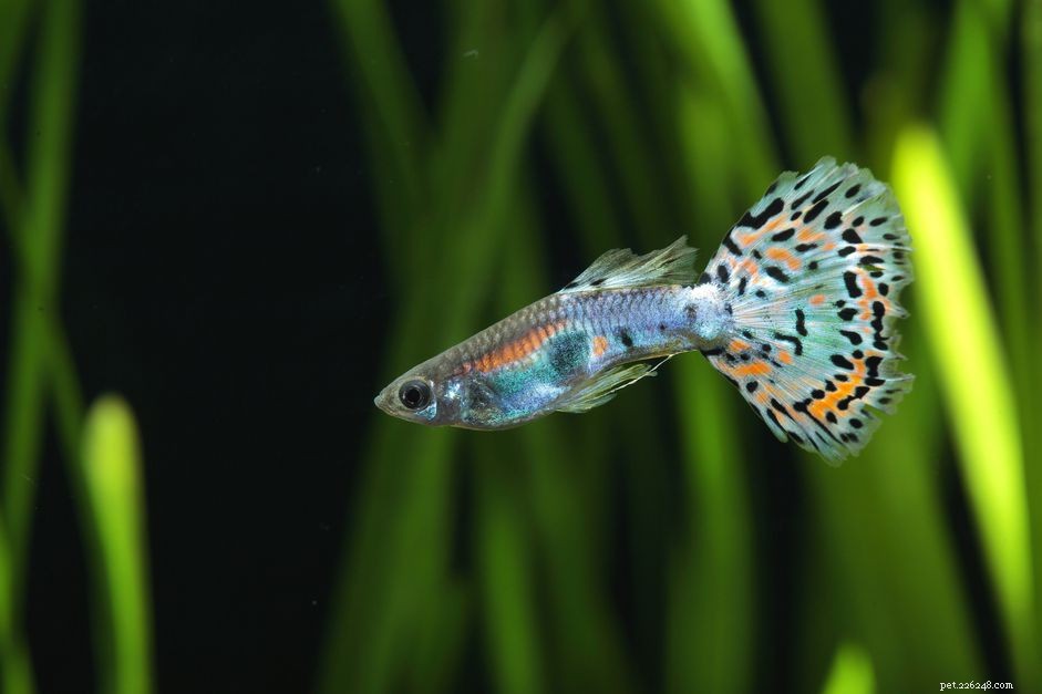 Discover Fish Names Beginning with G: Common and Scientific