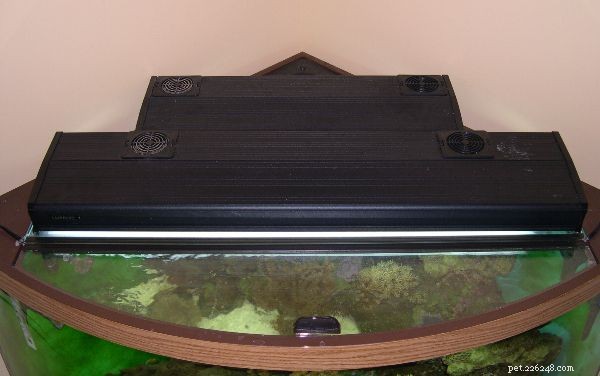 Complete Guide to Building a Saltwater Aquarium: Step‑by‑Step Setup & Maintenance
