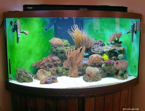 Complete Guide to Building a Saltwater Aquarium: Step‑by‑Step Setup & Maintenance