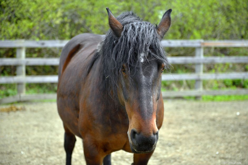 Tiger Horse Breed Profile: History, Features & Care Guide