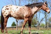 Kathiawari Horse: Heritage, Traits, and Care Guide