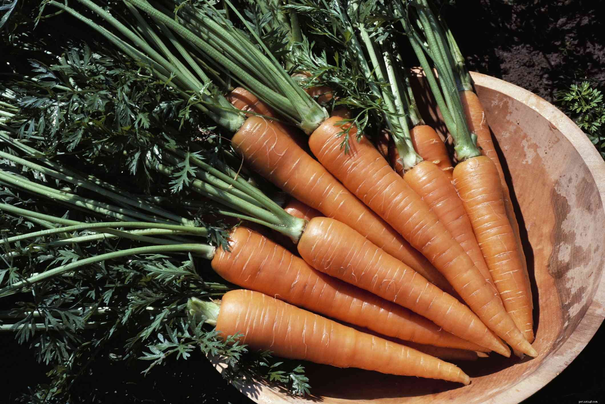 8 Top Vegetables Every Dog Should Eat