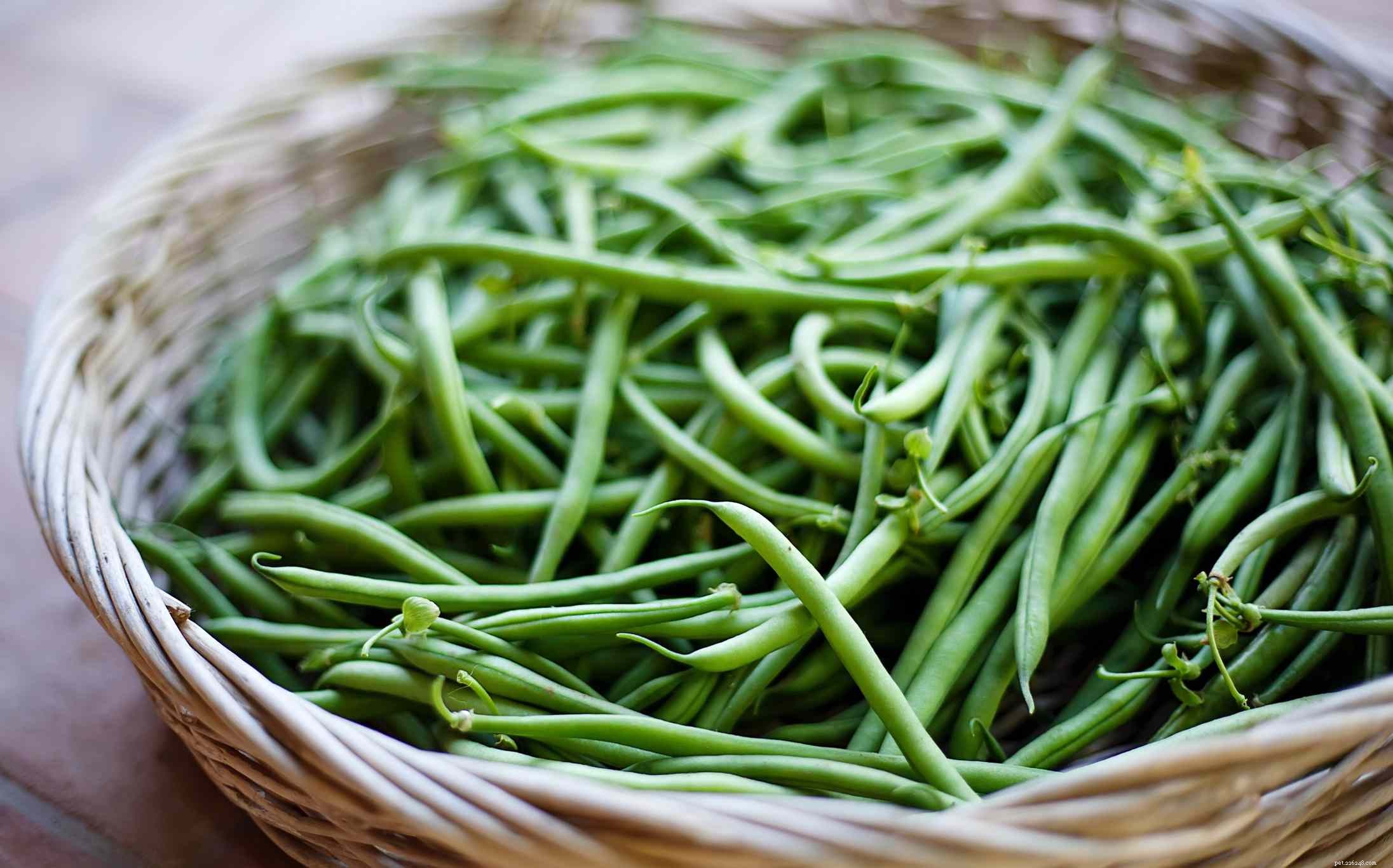 8 Top Vegetables Every Dog Should Eat