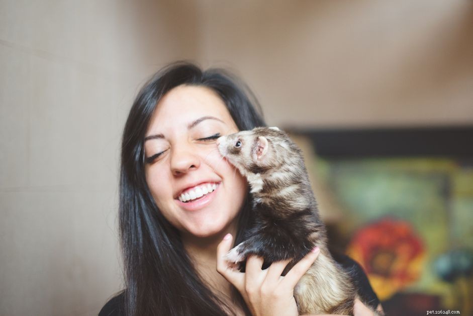 Effective Litter Box Training for Your Ferret: Step‑by‑Step Guide