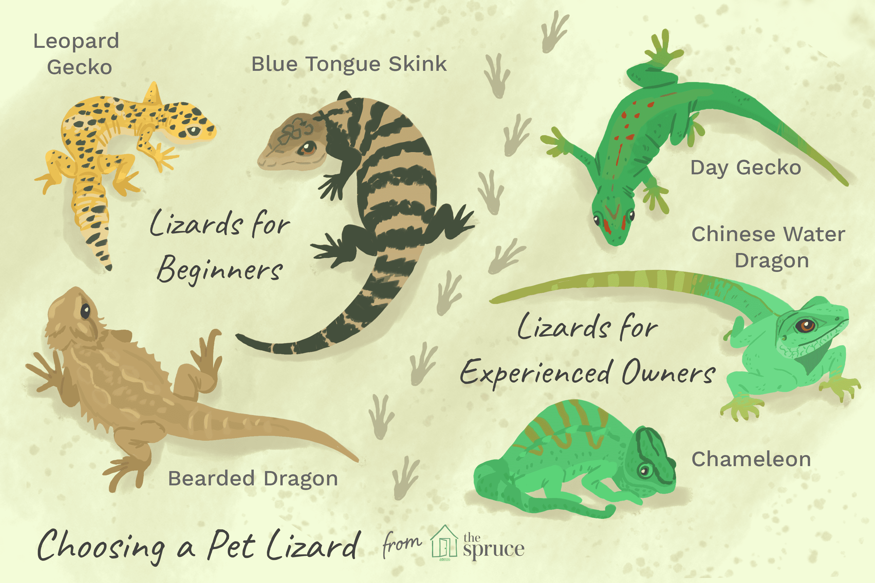 Choosing the Right Pet Lizard: A Beginner’s Guide to Long‑Term Care