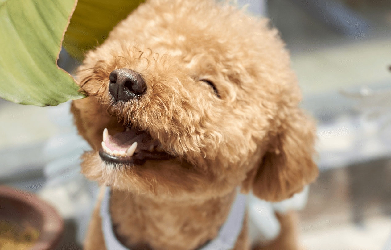 Top 12 Fluffiest Dogs: Science-Backed Breeds You’ll Love