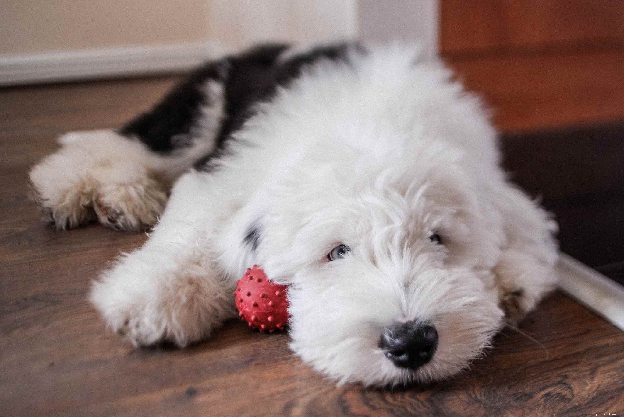 Top 12 Fluffiest Dogs: Science-Backed Breeds You’ll Love