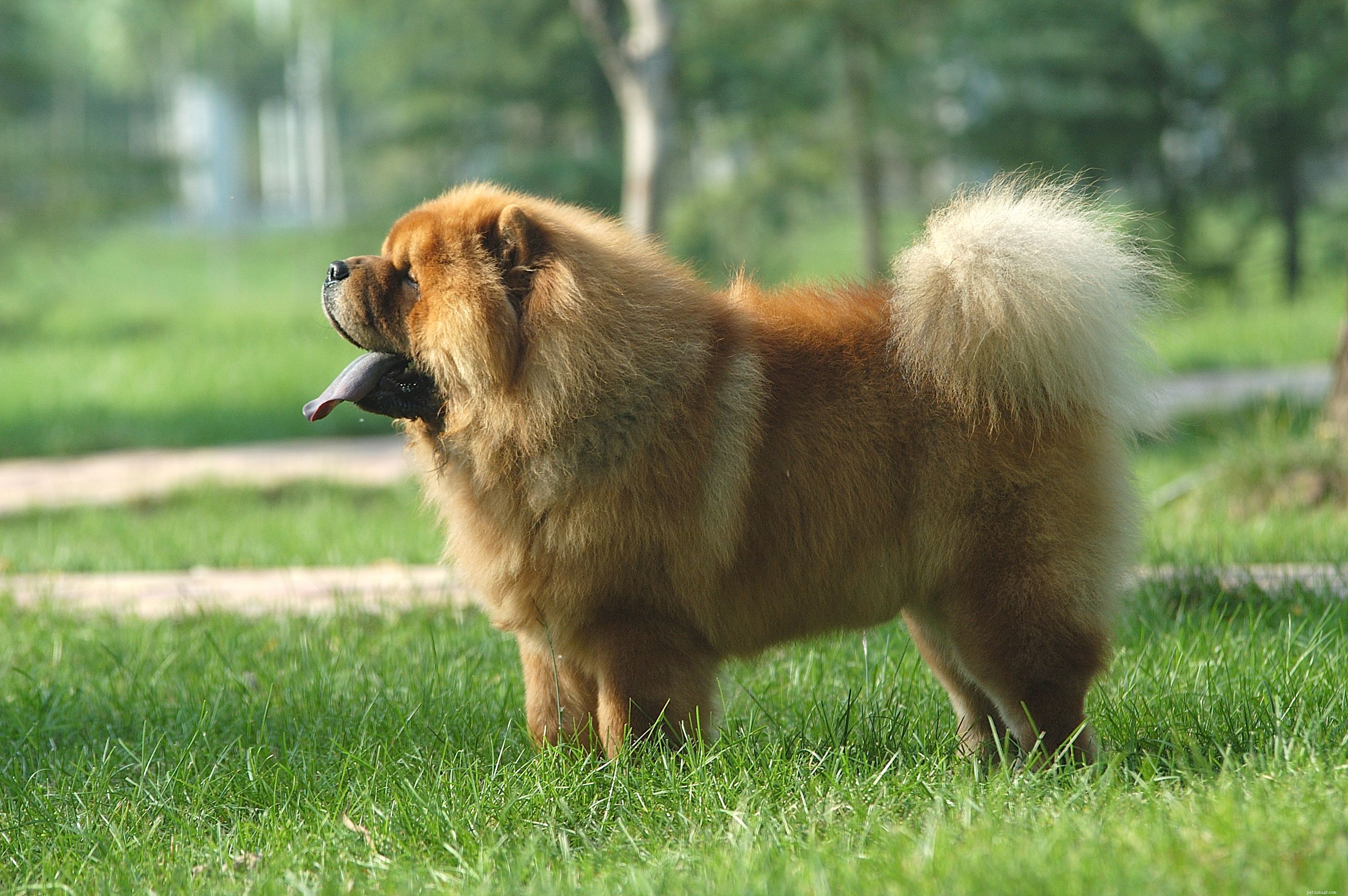 Top 12 Fluffiest Dogs: Science-Backed Breeds You’ll Love