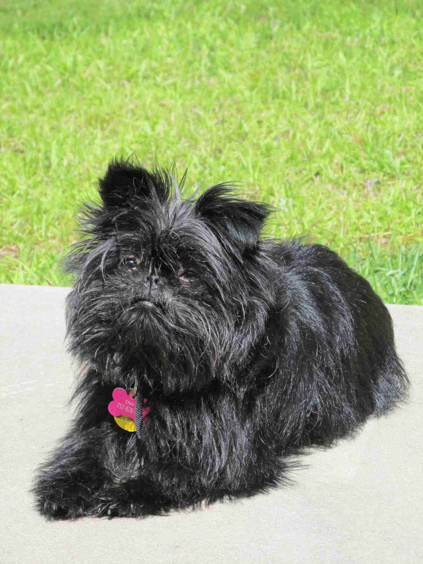 Top 12 Fluffiest Dogs: Science-Backed Breeds You’ll Love