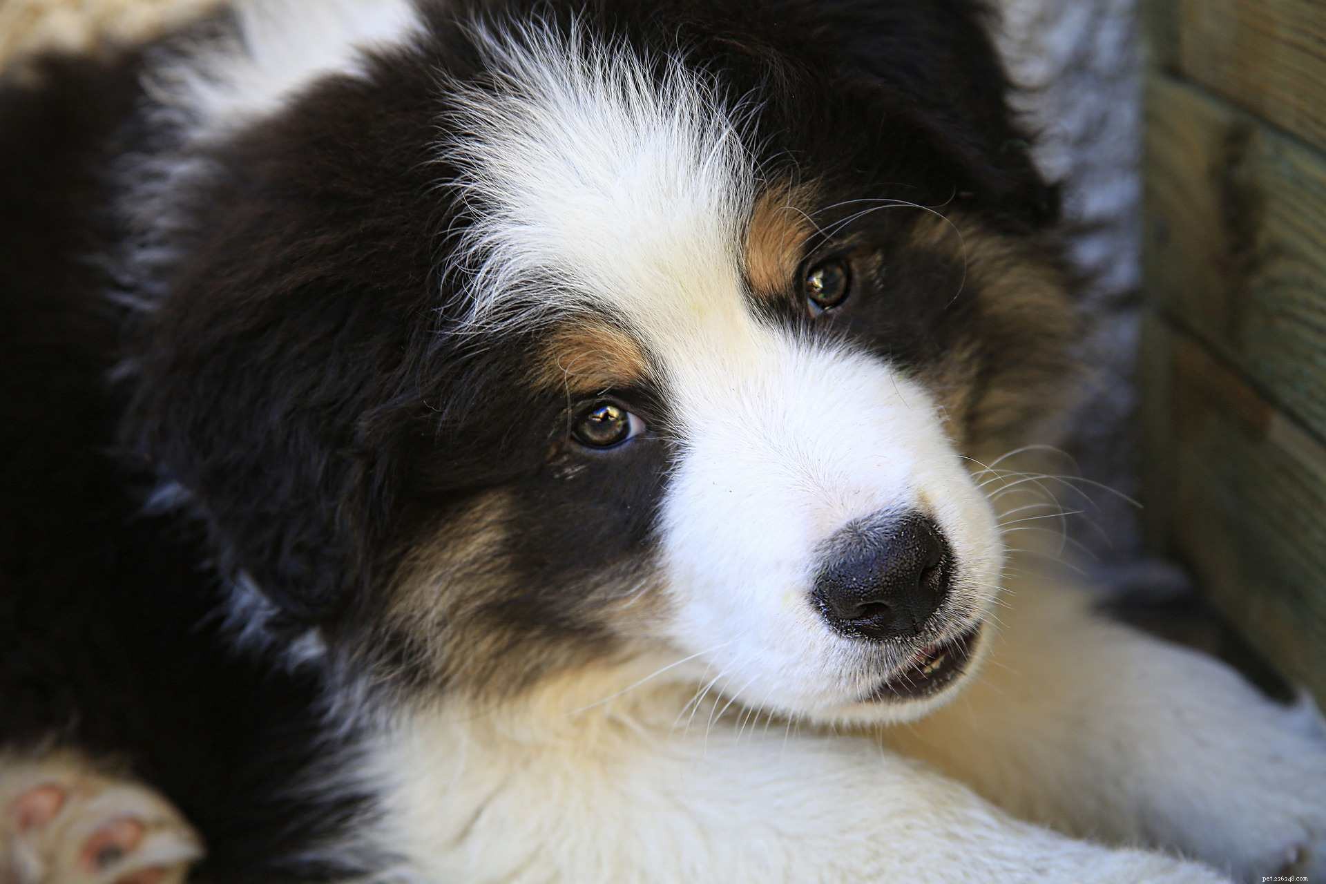 Top 12 Fluffiest Dogs: Science-Backed Breeds You’ll Love