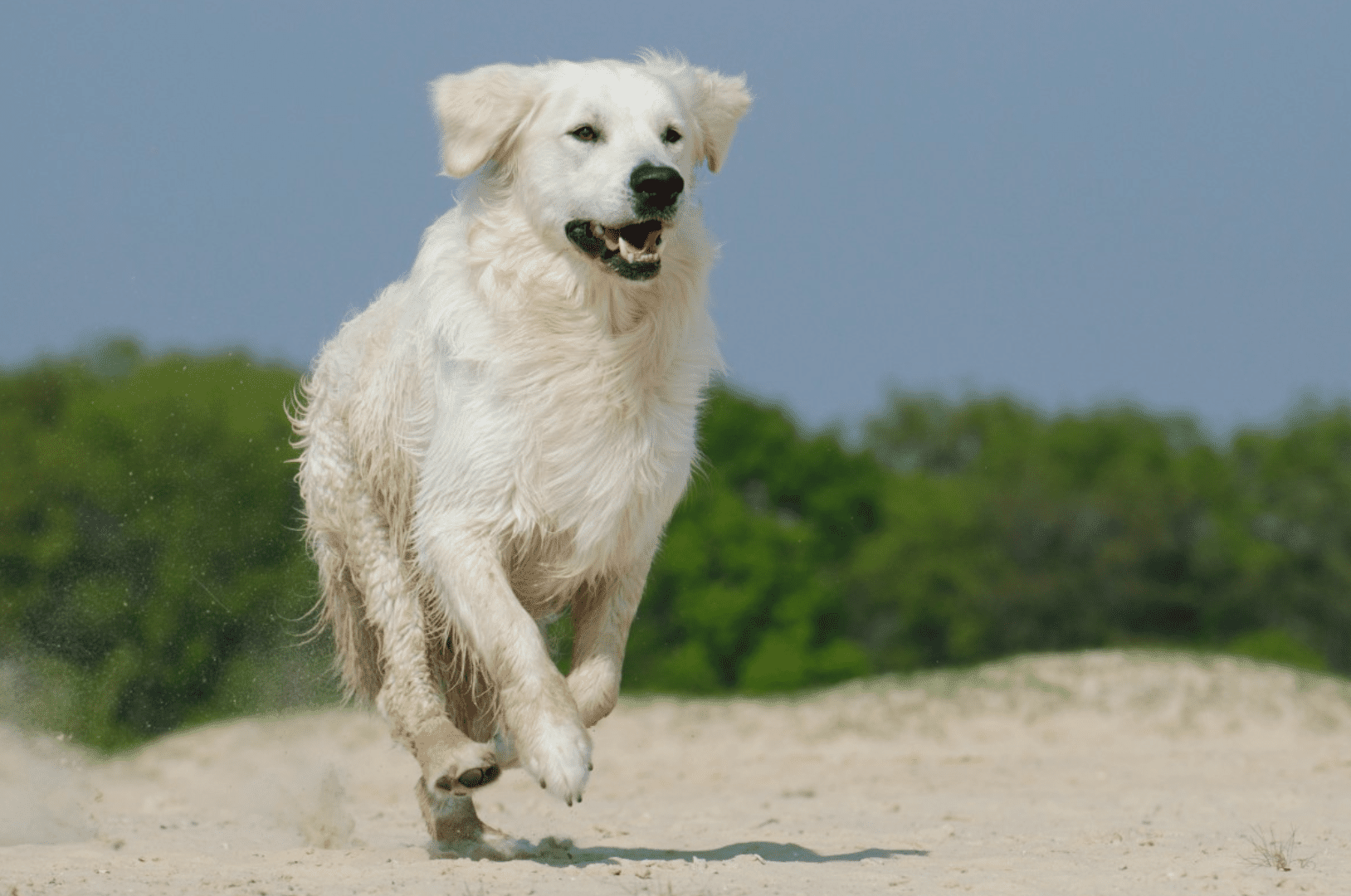 Top 12 Fluffiest Dogs: Science-Backed Breeds You’ll Love