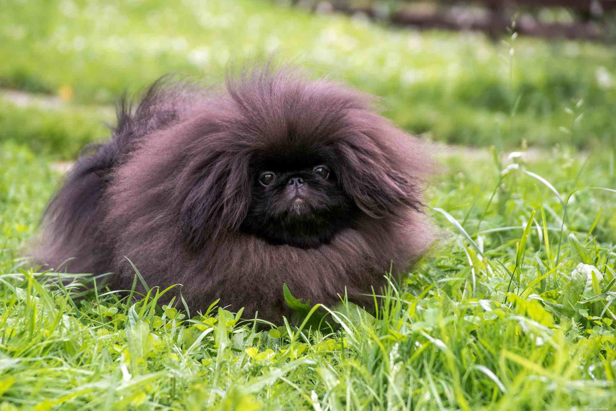 Top 12 Fluffiest Dogs: Science-Backed Breeds You’ll Love