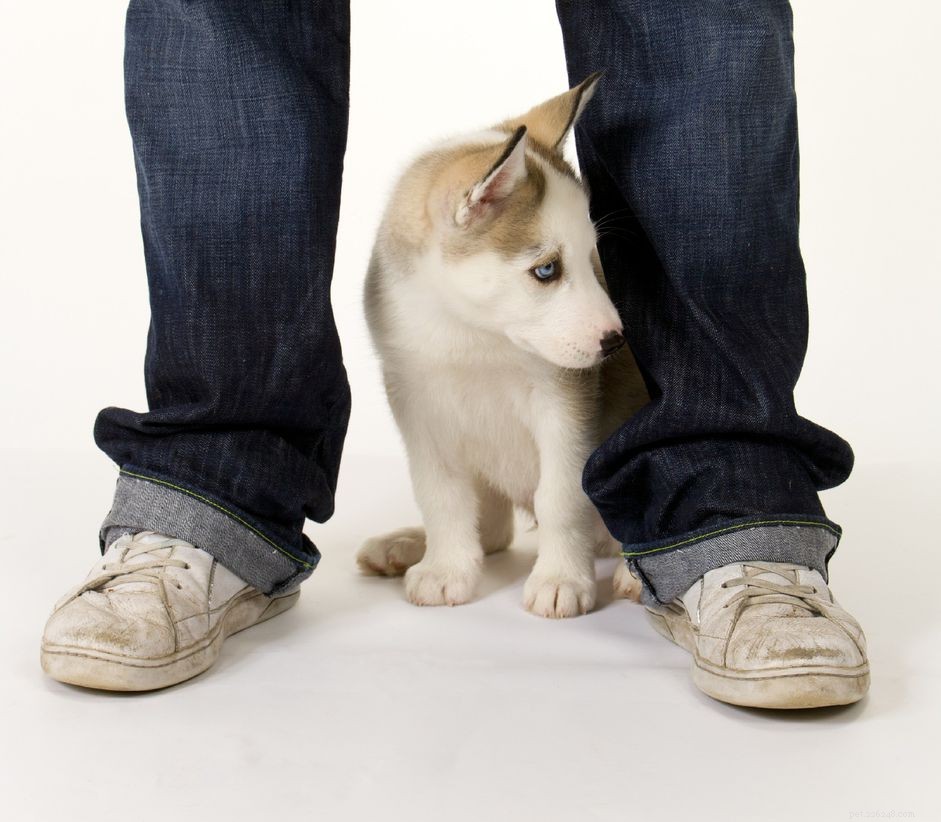 Understanding Submissive Urination in Puppies: Causes, Signals, and Training Tips