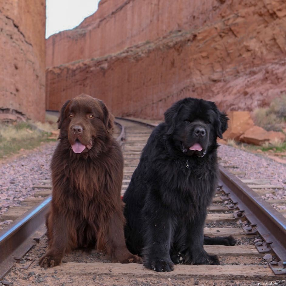 Top 12 Fluffiest Dogs: Science-Backed Breeds You’ll Love