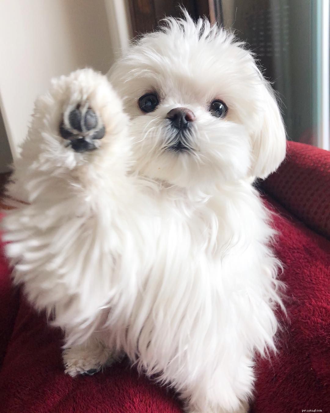 Top 12 Fluffiest Dogs: Science-Backed Breeds You’ll Love