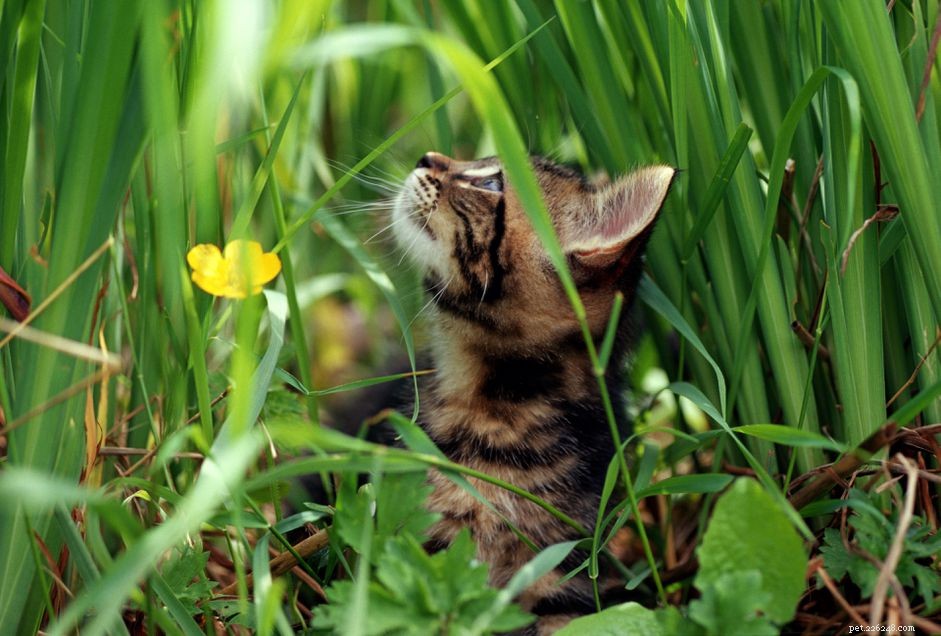 Why Cats Eat Dirt: Causes & Effective Prevention Tips