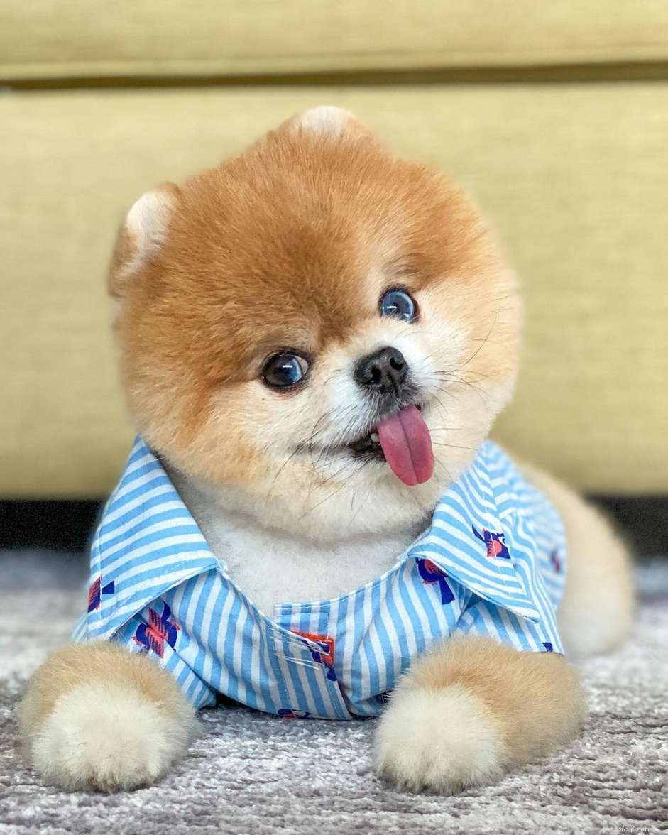 Top 9 Pomeranian Instagram Accounts for Jiffpom Fans