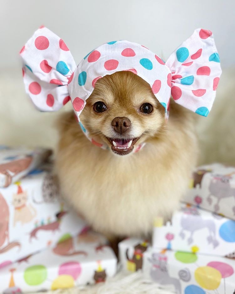 Top 9 Pomeranian Instagram Accounts for Jiffpom Fans