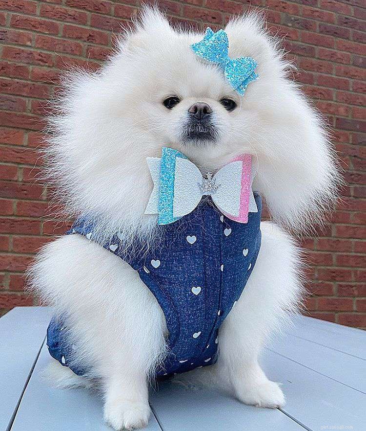 Top 9 Pomeranian Instagram Accounts for Jiffpom Fans