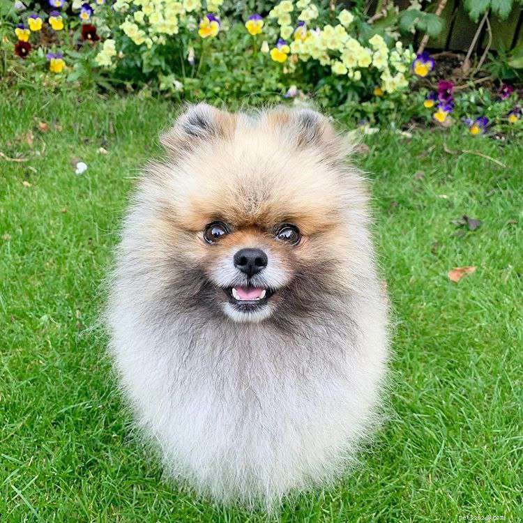 Top 9 Pomeranian Instagram Accounts for Jiffpom Fans