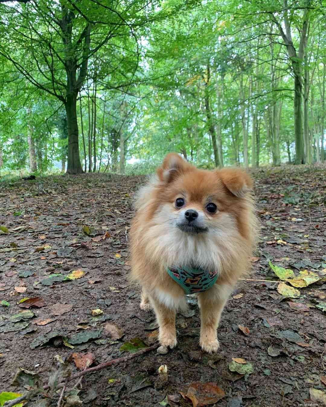 Top 9 Pomeranian Instagram Accounts for Jiffpom Fans