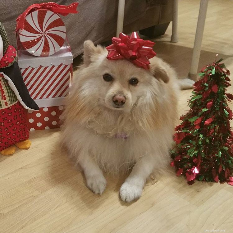 Top 9 Pomeranian Instagram Accounts for Jiffpom Fans