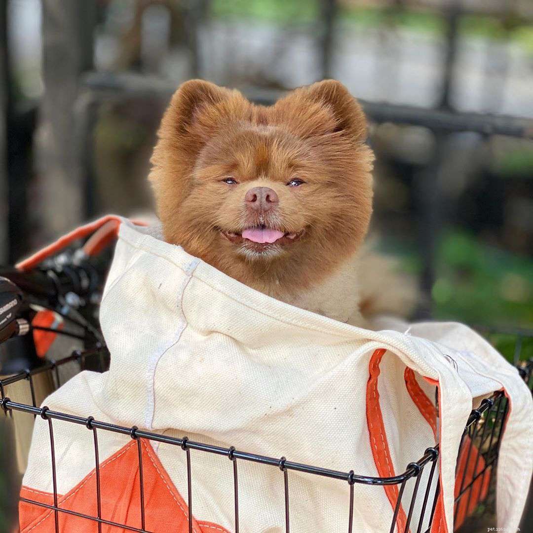 Top 9 Pomeranian Instagram Accounts for Jiffpom Fans