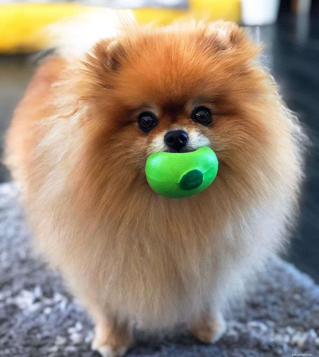 Top 9 Pomeranian Instagram Accounts for Jiffpom Fans